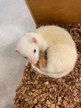 Moff animal cafe MARKIS 福岡ももち店に投稿された画像（2022/3/18）