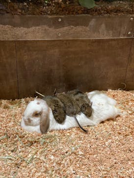 Moff animal world MARK IS みなとみらい店に投稿された画像（2022/3/18）