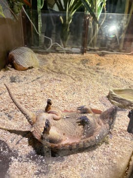 Moff animal world MARK IS みなとみらい店に投稿された画像（2022/3/18）