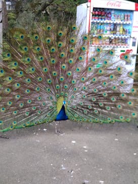 伊豆シャボテン動物公園に投稿された画像（2022/3/18）