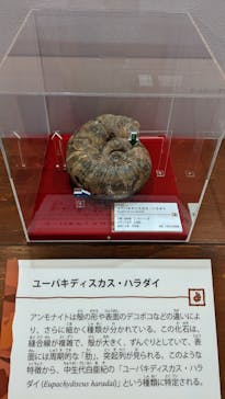 国立科学博物館　特別企画展「ポケモン化石博物館」に投稿された画像（2022/3/19）