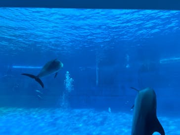 名古屋港水族館に投稿された画像（2022/3/19）