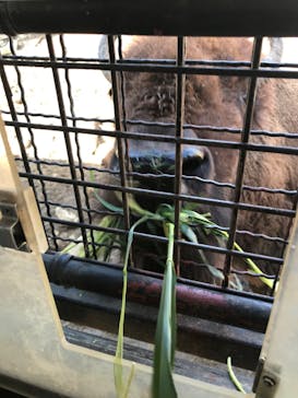 群馬サファリパークに投稿された画像（2022/3/19）