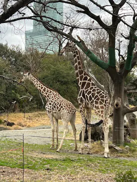 天王寺動物園に投稿された画像（2022/3/19）