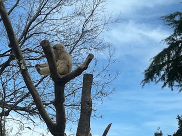 群馬サファリパークに投稿された画像（2022/3/19）