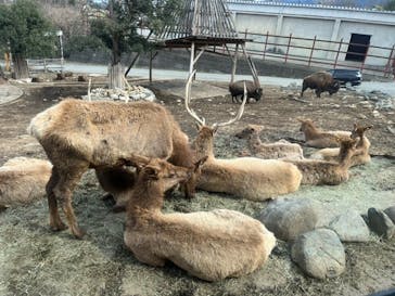 群馬サファリパークに投稿された画像（2022/3/19）