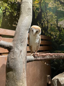 Moff animal world MARK IS みなとみらい店に投稿された画像（2022/3/19）