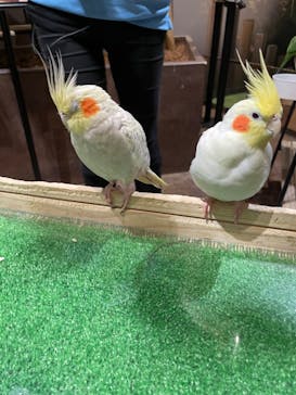 Moff animal world MARK IS みなとみらい店に投稿された画像（2022/3/19）