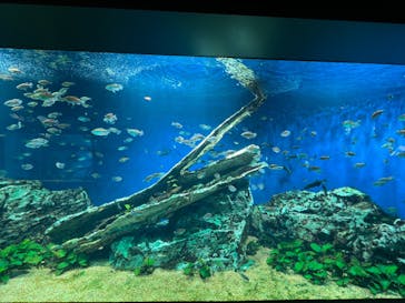 サンシャイン水族館に投稿された画像（2022/3/19）