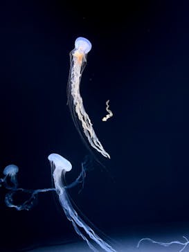 サンシャイン水族館に投稿された画像（2022/3/19）