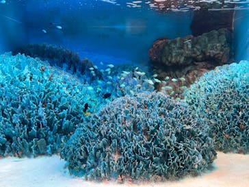 サンシャイン水族館に投稿された画像（2022/3/19）