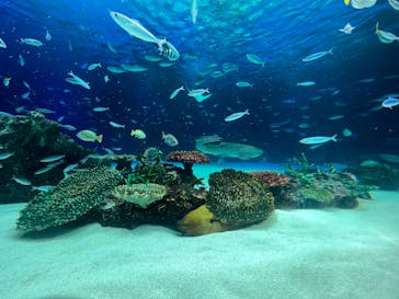 サンシャイン水族館に投稿された画像（2022/3/19）