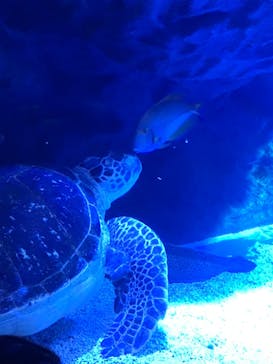 マクセル アクアパーク品川に投稿された画像（2022/3/19）