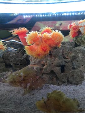 マクセル アクアパーク品川に投稿された画像（2022/3/19）