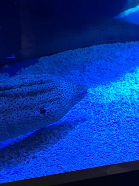 マクセル アクアパーク品川に投稿された画像（2022/3/19）