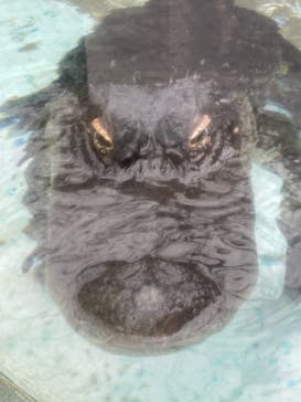 熱川バナナワニ園に投稿された画像（2022/3/19）