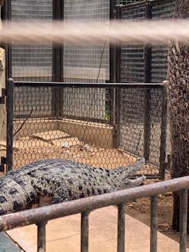 熱川バナナワニ園に投稿された画像（2022/3/19）