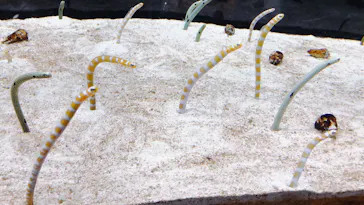 すみだ水族館に投稿された画像（2022/3/19）