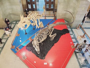 国立科学博物館　特別企画展「ポケモン化石博物館」に投稿された画像（2022/3/19）