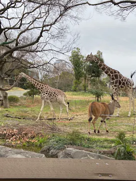 天王寺動物園に投稿された画像（2022/3/19）