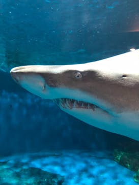 しながわ水族館に投稿された画像（2022/3/19）