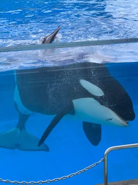 名古屋港水族館に投稿された画像（2022/3/19）