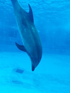 名古屋港水族館に投稿された画像（2022/3/19）