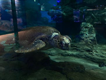 名古屋港水族館に投稿された画像（2022/3/19）