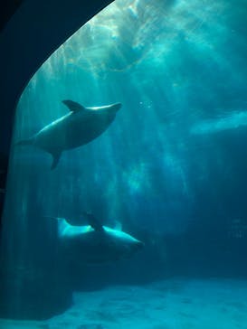 名古屋港水族館に投稿された画像（2022/3/19）