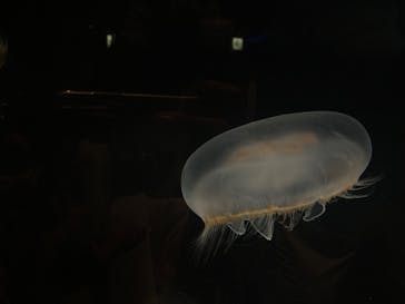 名古屋港水族館に投稿された画像（2022/3/19）