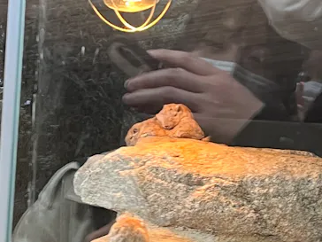 神戸どうぶつ王国に投稿された画像（2022/3/19）