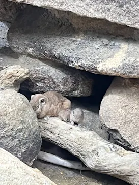 神戸どうぶつ王国に投稿された画像（2022/3/19）