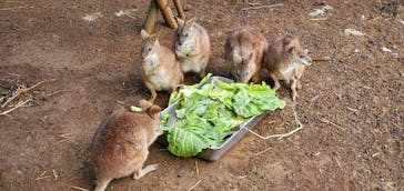 伊豆シャボテン動物公園に投稿された画像（2022/3/19）