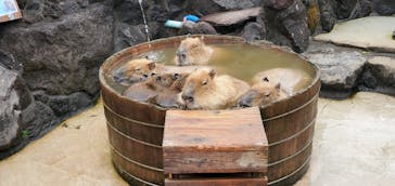 伊豆シャボテン動物公園に投稿された画像（2022/3/19）