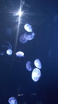 サンシャイン水族館に投稿された画像（2022/3/19）