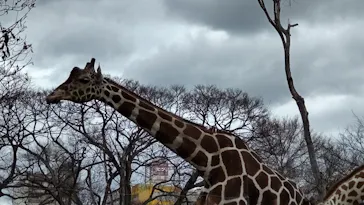 天王寺動物園に投稿された画像（2022/3/19）