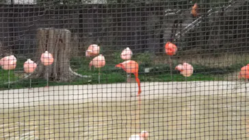天王寺動物園に投稿された画像（2022/3/19）