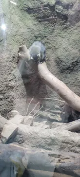 神戸どうぶつ王国に投稿された画像（2022/3/19）