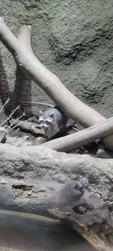 神戸どうぶつ王国に投稿された画像（2022/3/19）