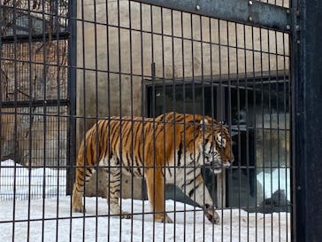 旭川市旭山動物園に投稿された画像（2022/3/19）