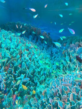 サンシャイン水族館に投稿された画像（2022/3/19）