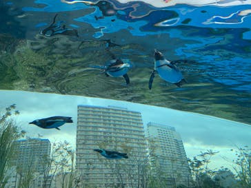 サンシャイン水族館に投稿された画像（2022/3/19）