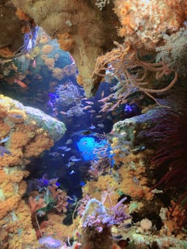 サンシャイン水族館に投稿された画像（2022/3/19）