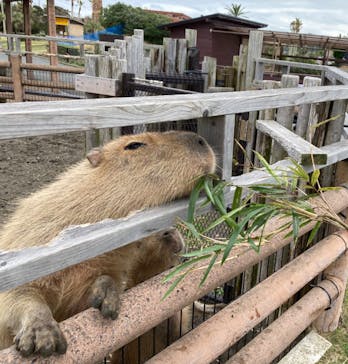 アロハガーデンたてやまに投稿された画像（2022/3/19）