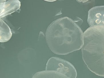 アクアワールド茨城県大洗水族館に投稿された画像（2022/3/19）