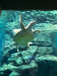 名古屋港水族館に投稿された画像（2022/3/19）