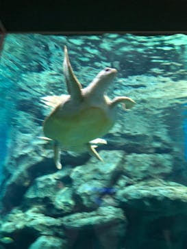 名古屋港水族館に投稿された画像（2022/3/19）