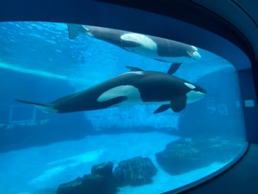名古屋港水族館に投稿された画像（2022/3/19）