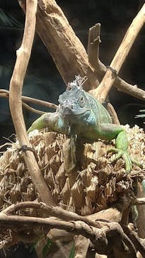 カワスイ 川崎⽔族館に投稿された画像（2022/3/19）