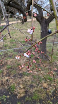 せんだい農業園芸センター　みどりの杜に投稿された画像（2022/3/19）